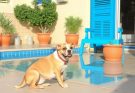 Renting a Pet-Friendly Apartment in Cyprus: Deposits, Rules, and Listings